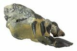 Fossil Mud Lobster (Thalassina) - Australia #95779-2